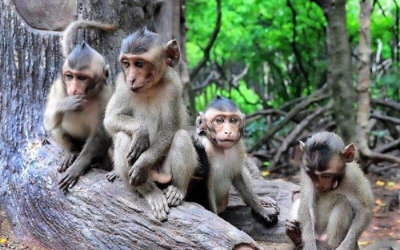 Vay tiền Cần Giờ, hình ản đảo khỉ và trung tâm thị trấn Cần Thạnh