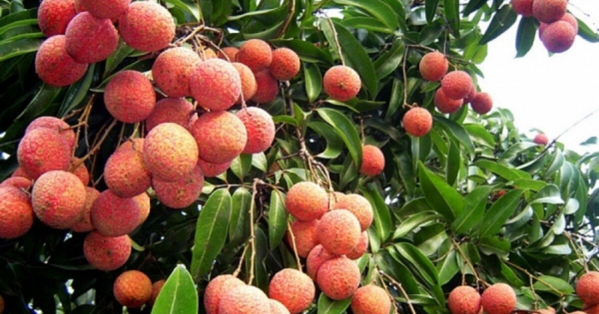 vay tiền Bắc Giang nhanh – phát triển tài chính bền vững như mùa vải thiều Lục Ngạn