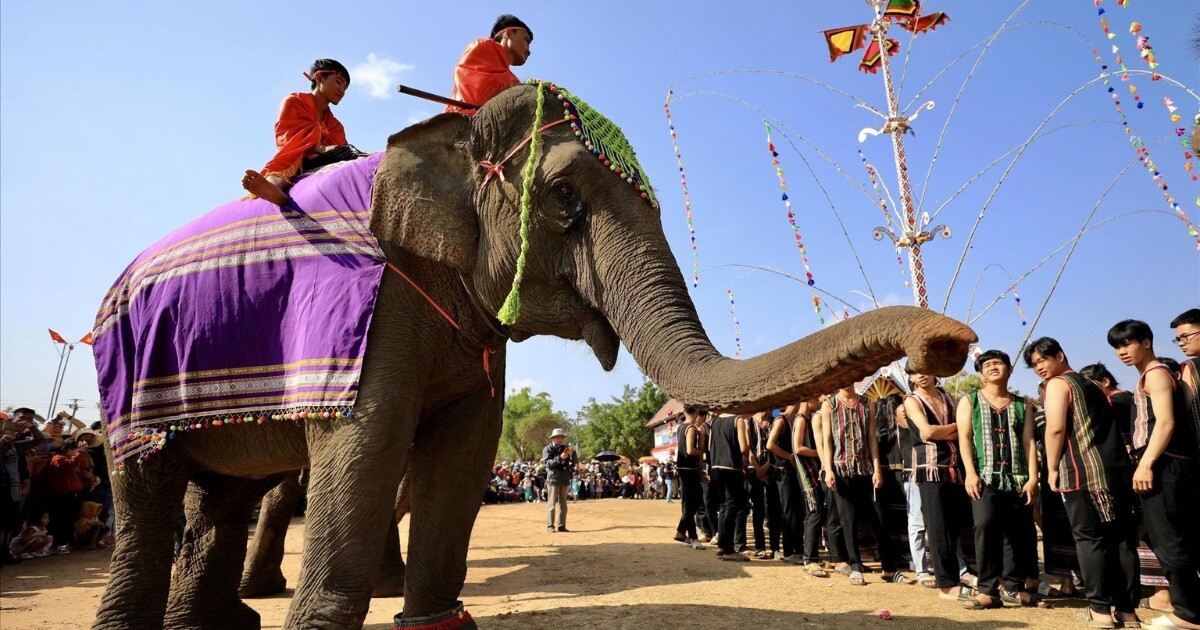 Voi Buôn Đôn, biểu tượng sức mạnh và sự dũng mãnh của Tây Nguyên, củng cố dịch vụ vay tiền Đắk Lắk mạnh mẽ, bền vững.