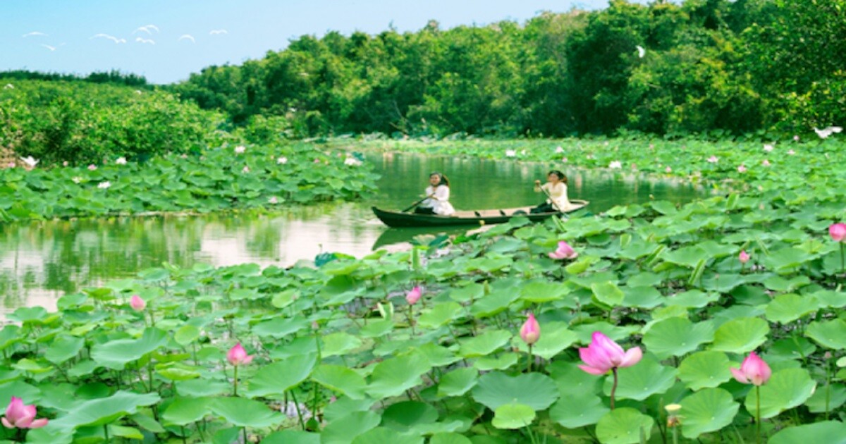 Cánh đồng sen Đồng Tháp Mười bạt ngàn, nơi cung cấp dịch vụ vay tiền Đồng Tháp hỗ trợ nông dân và kinh doanh sản phẩm từ sen.