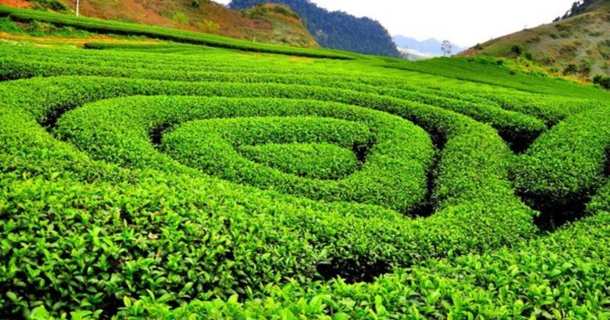 vay tiền Thái Nguyên – hỗ trợ tài chính cho nông dân vùng chè
